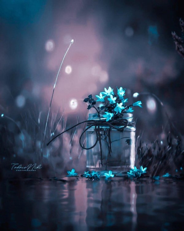 красота цветов