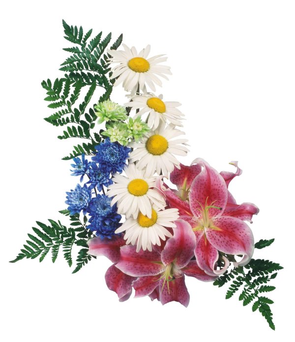 полевые цветы на прозрачном фоне