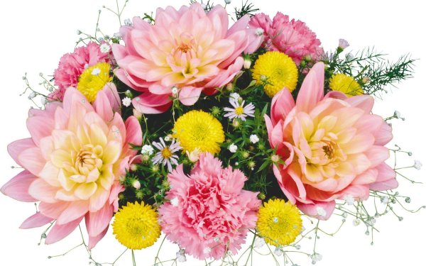 астра хризантема георгин