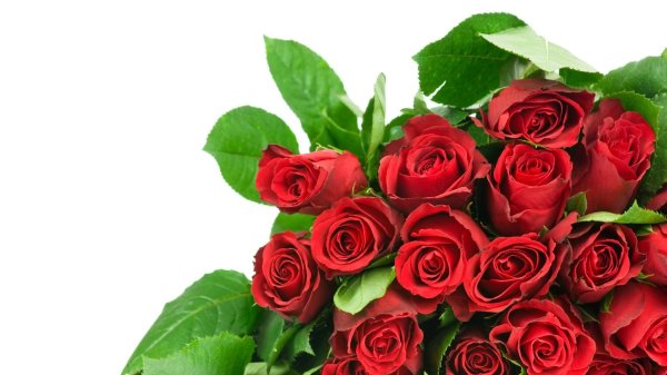 красная роза