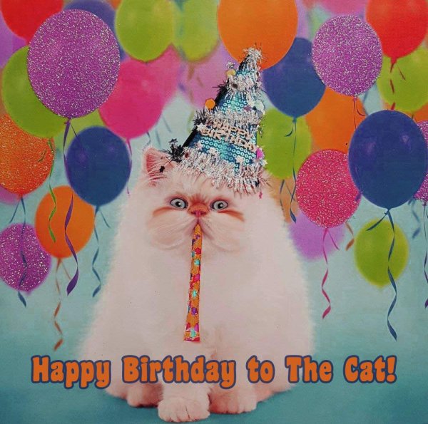 праздничные коты