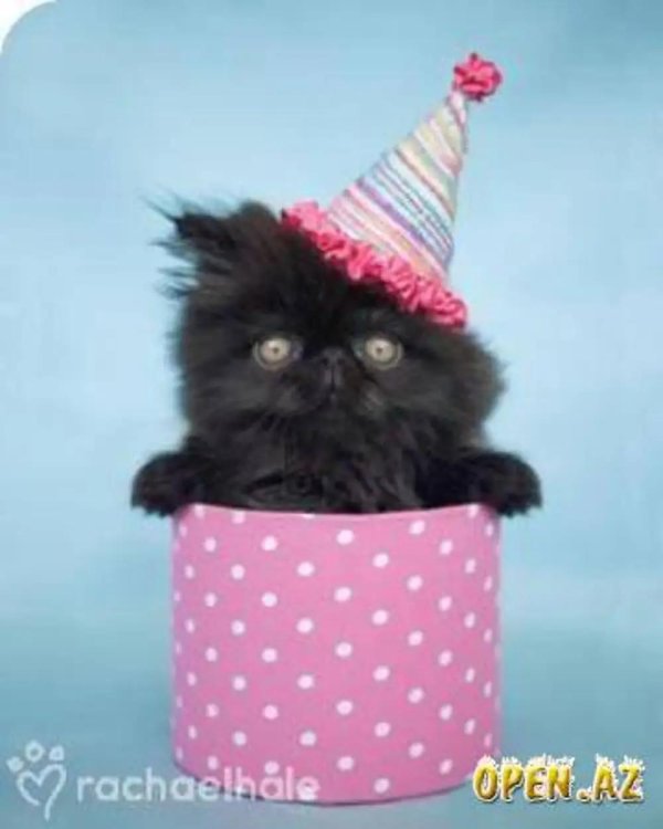 умненькая кошечка