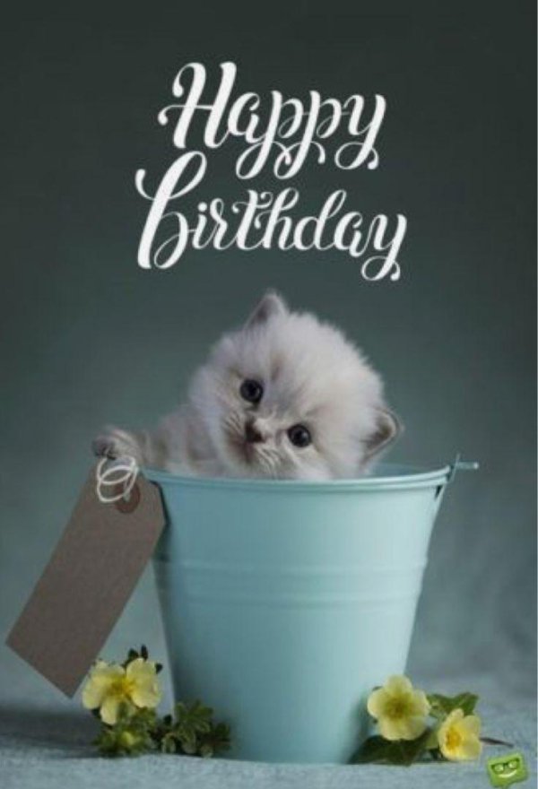 котенок красивый