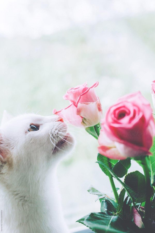 котики и цветы