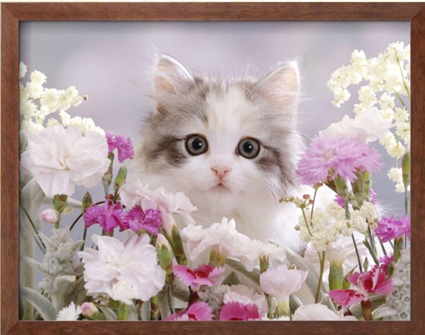 котенок красивый