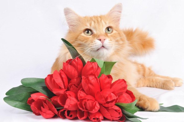 день рождение