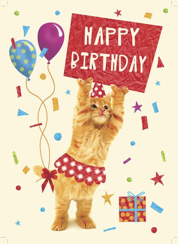котики с днем рождения