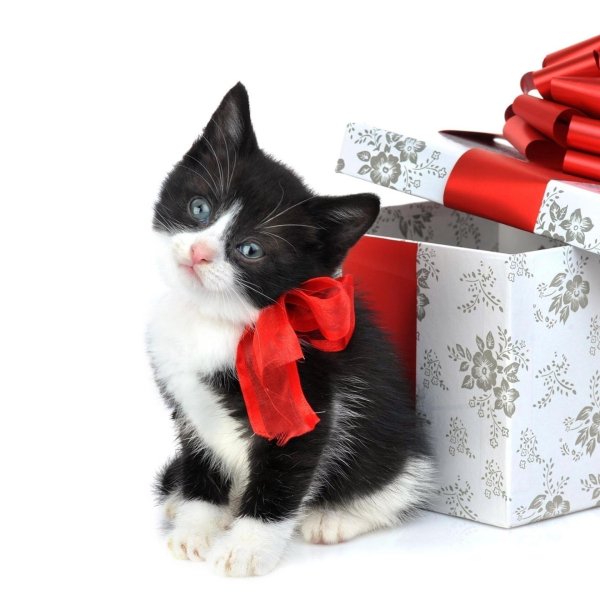 подарок для кошки