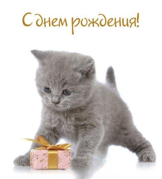 поздравления с днем рождения с котятами