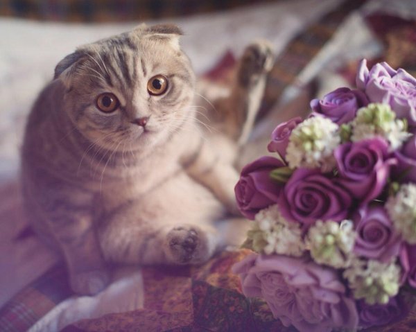 скоттиш фолд