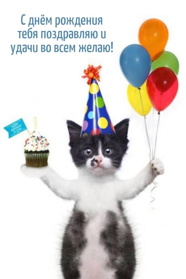котенок день рождения