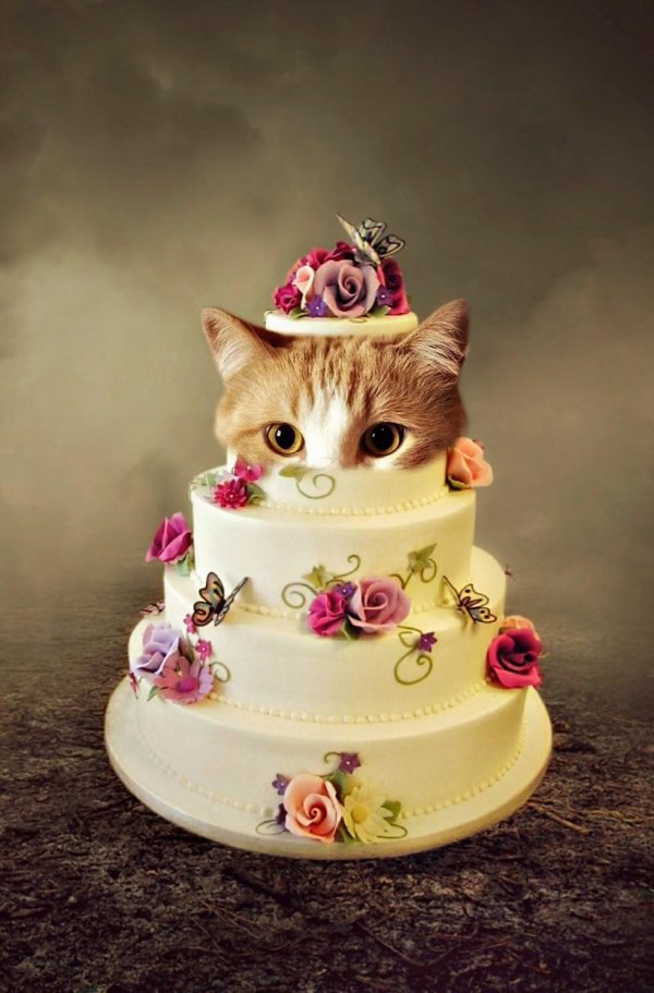 котики тортик