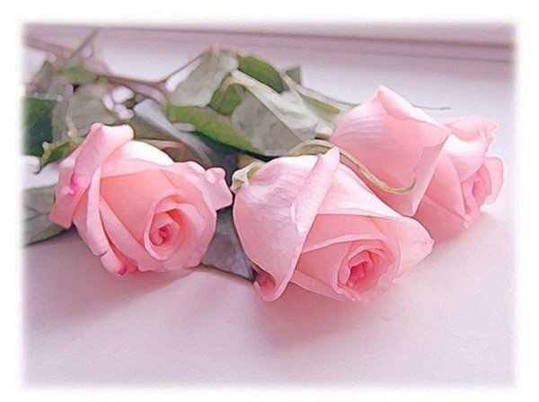 нежная роза