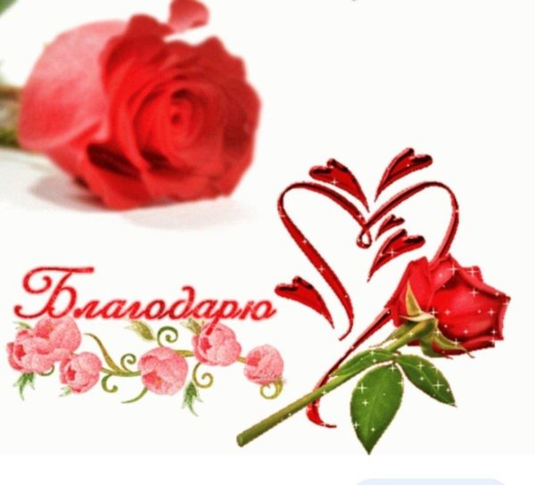благодарю розы