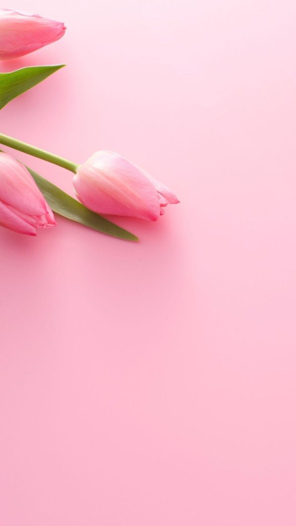 розовые тюльпаны