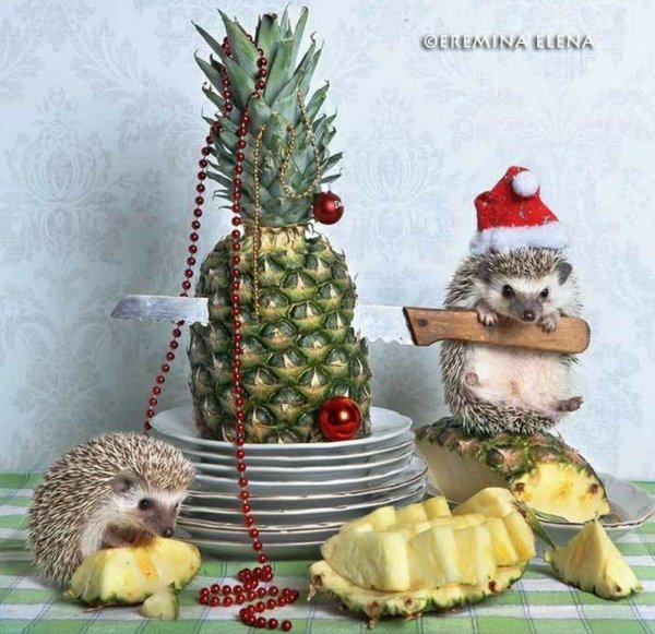 ёжики елена ерёмина