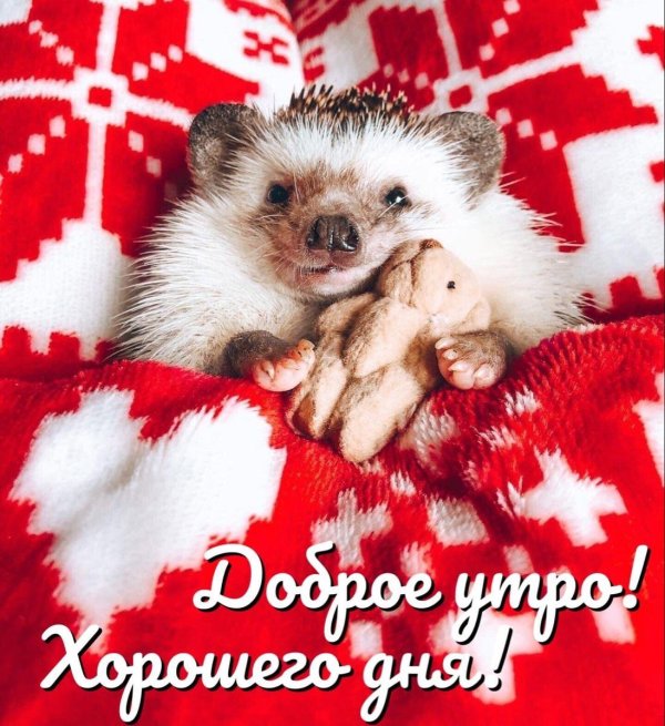 mrpokee очаровательный ёжпутешественник