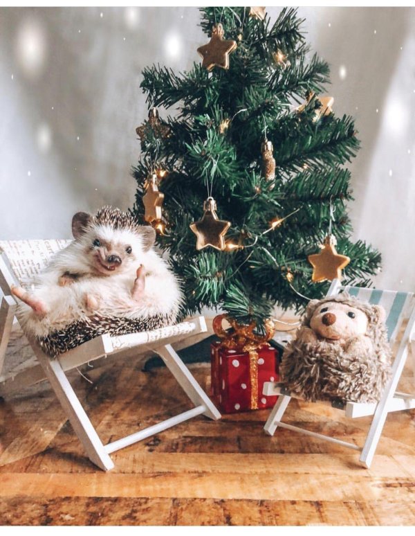 ёжик под ёлкой