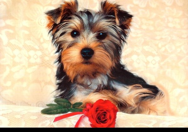 йоркширский терьер