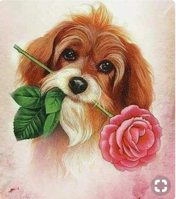 цветок собачка