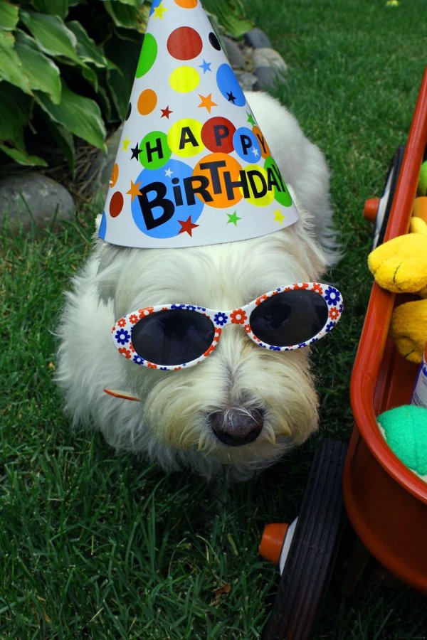 happy birthday happy birthday