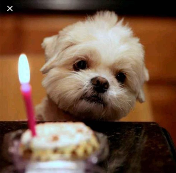 happy birthday memes