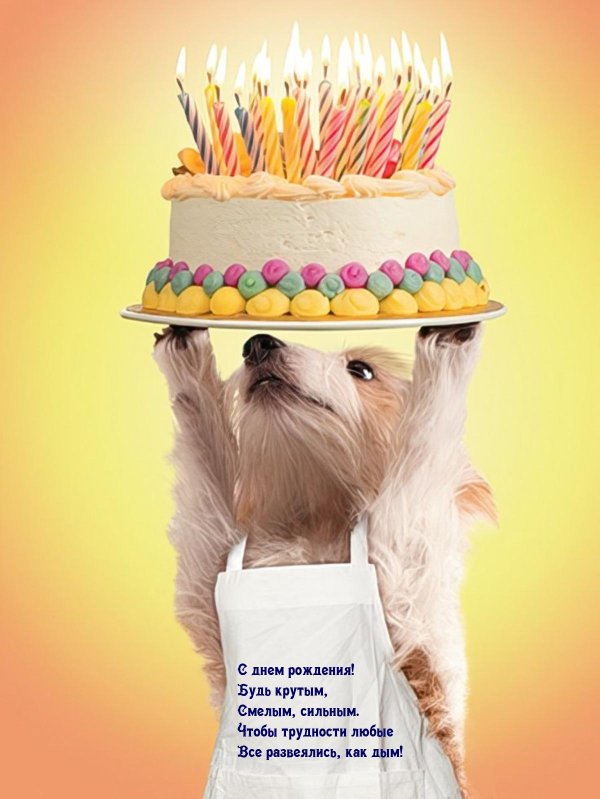 день рождение собаки