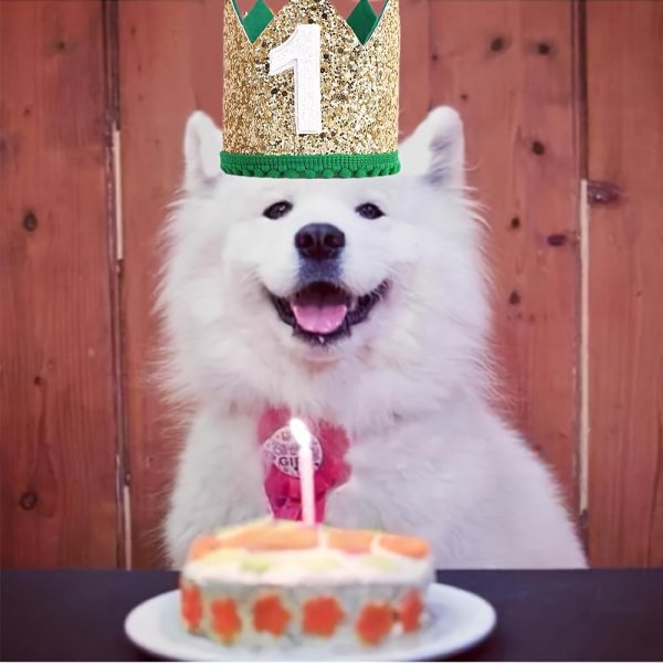 самоедская лайка