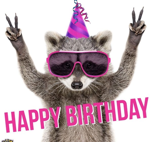 енот в очках