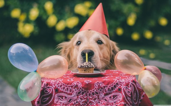день рождения собаки поздравление
