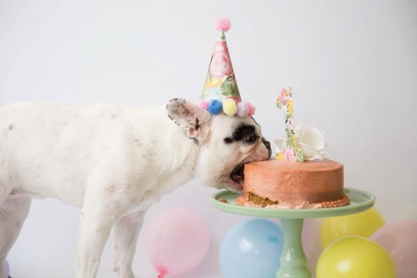 день рождения собаки поздравление