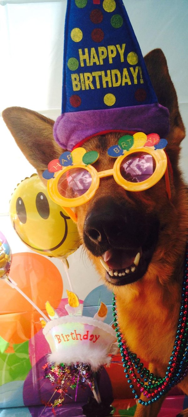 день рождения собаки поздравление