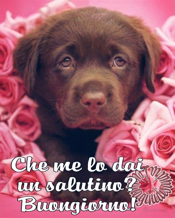 лабрадор шоколадного окраса