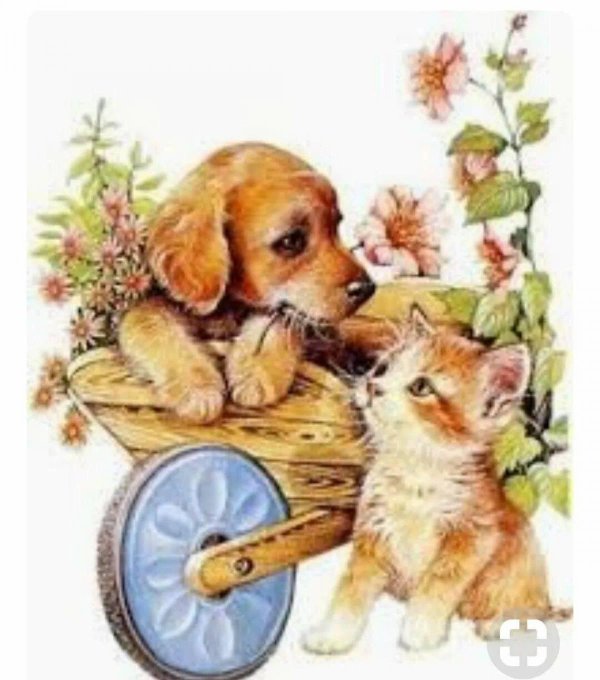 ruth morehead котенок щенок