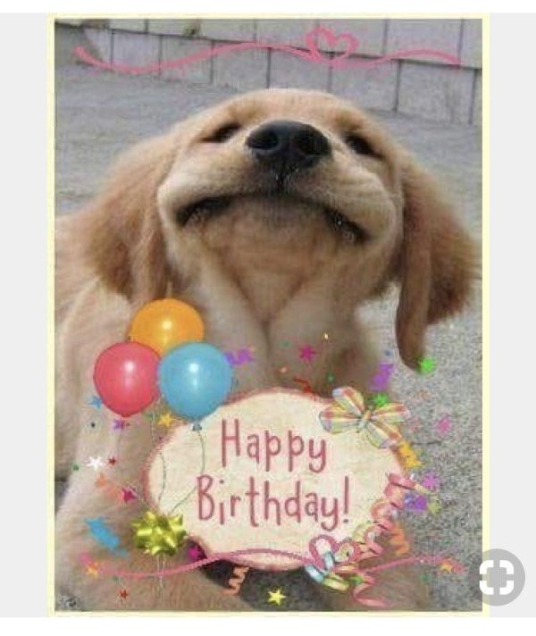 happy birthday dog