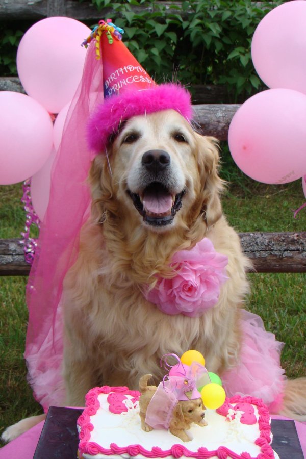 голден ретривер