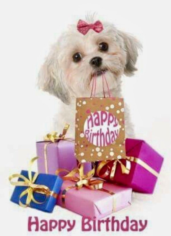 happy birthday dog