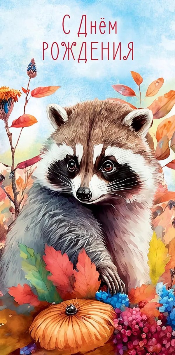 енот рисунки