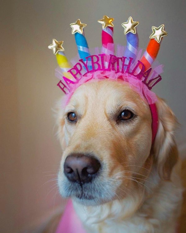 собачка с днем рождения