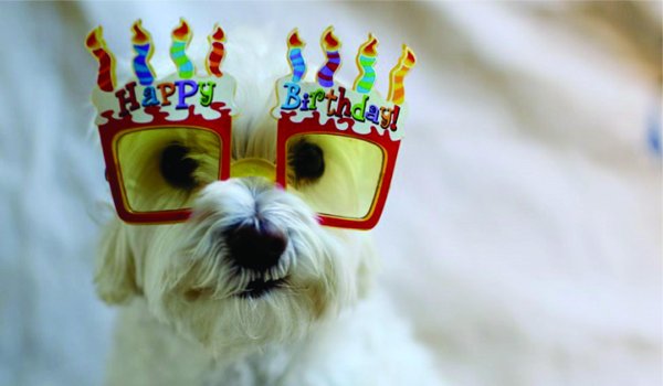 happy birthday dog