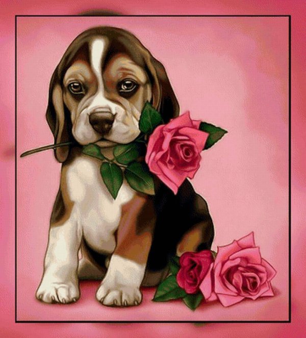 цветы собачки