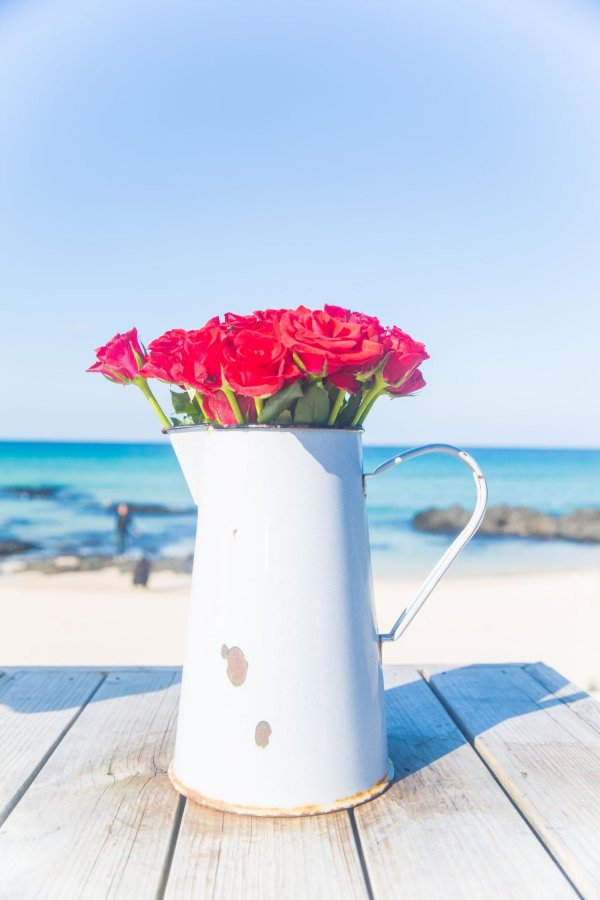розы на берегу моря