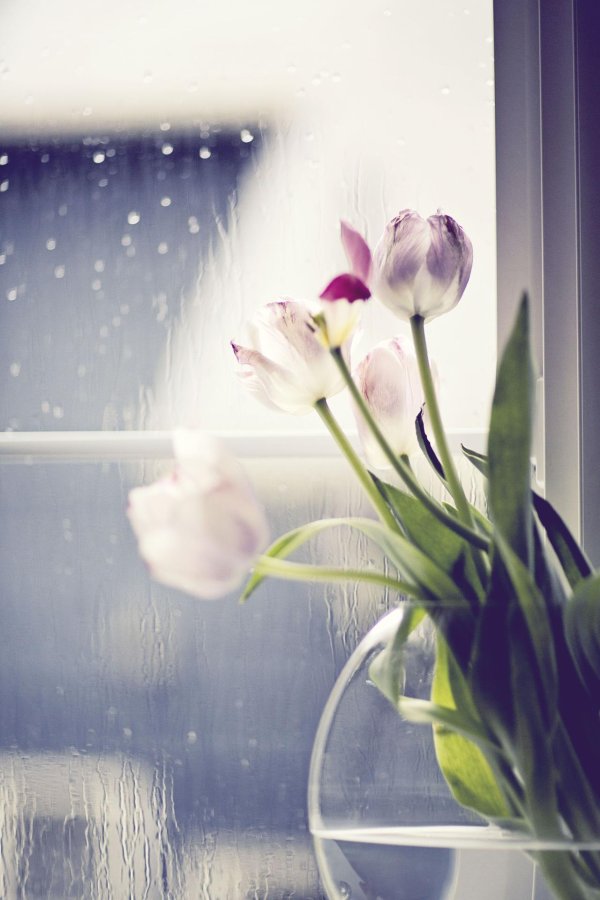 тюльпаны на подоконнике