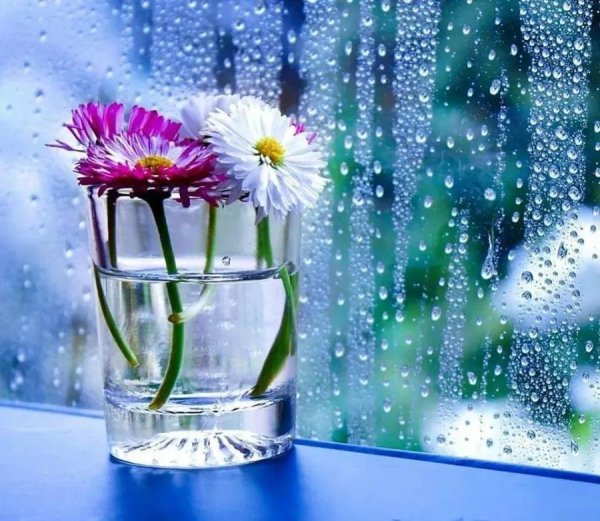 цветок на окне