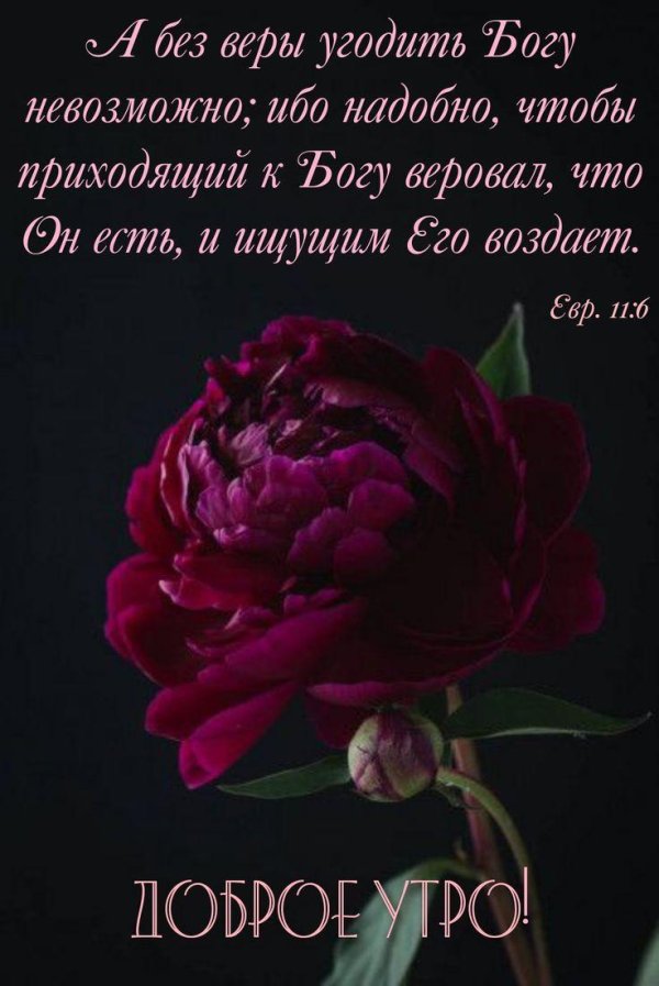 бордовые пионы