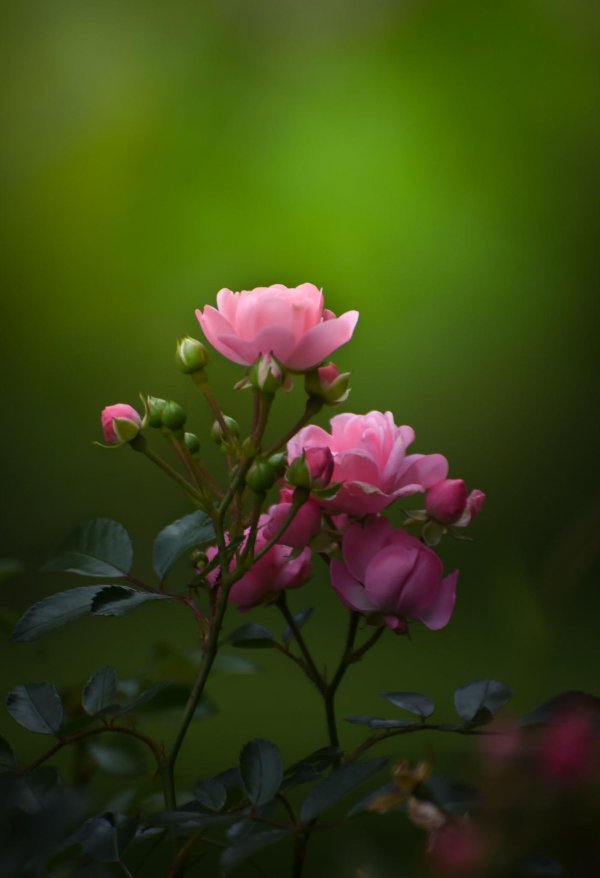 роза розовая