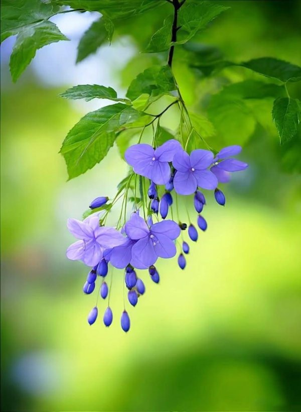 клеродендрум угандийский