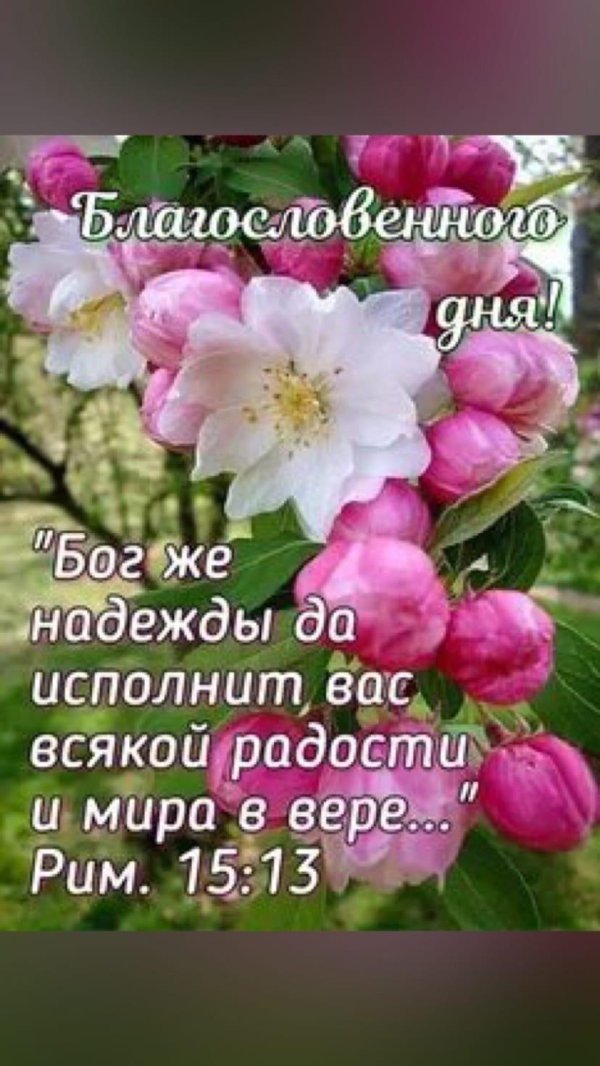 яблони в цвету