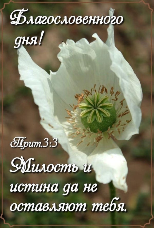 цветки мака