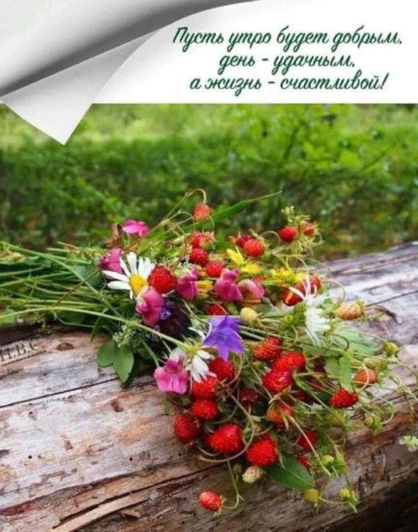 земляника лесная